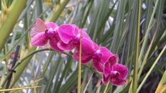 Orchide