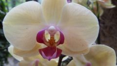 Orchide