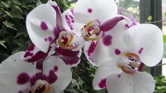 Orchide