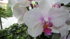 Orchide