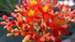Blumen