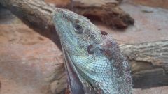 Leguan