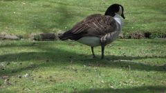Ente