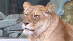 Löwe