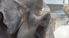 Elefant