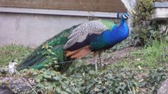 Pfau