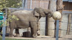 Elefant