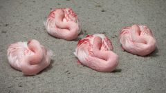 Flamingos