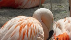 Flamingos
