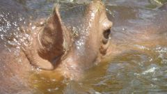 Flusspferd