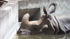 Nashorn