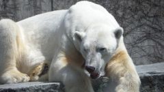 Eisbär