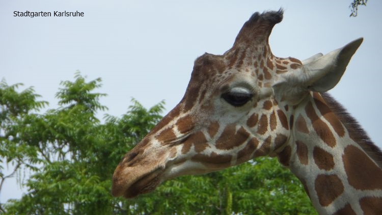Giraffe